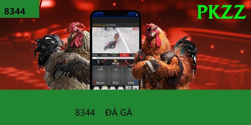 Đá Gà Trực Tiếp - Trải nghiệm tuyệt vời