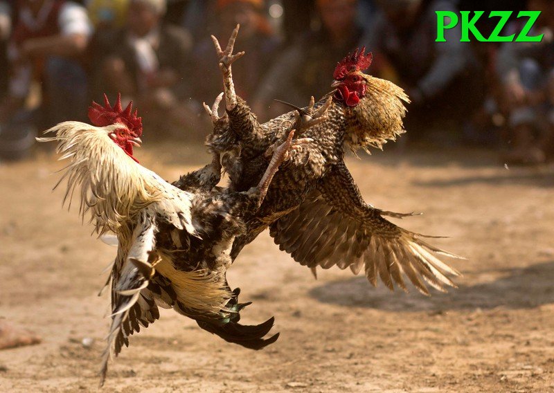 Đá Gà Trực Tiếp - Ưu đãi đặc biệt